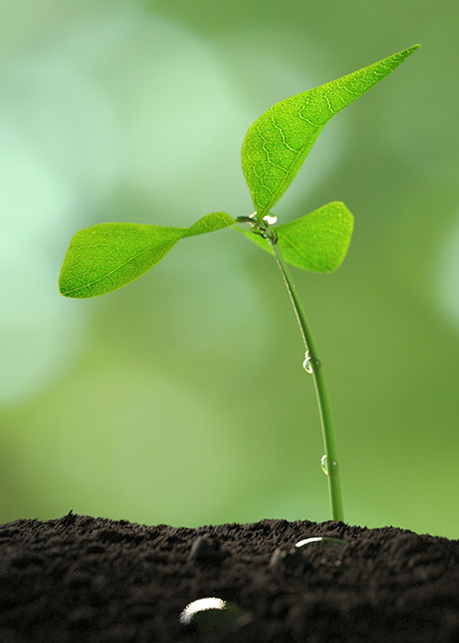 Plant 5822566 1280