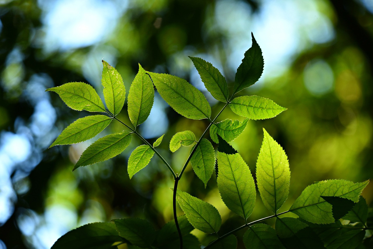 Tree 3616892 1280